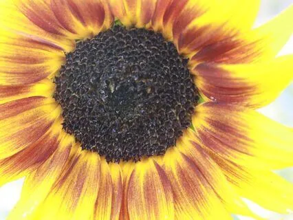 Checking In On Parts Of Self