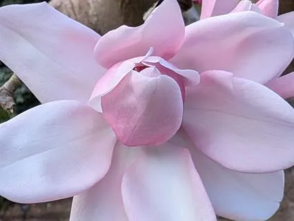 Cherish | Mindful Motivation