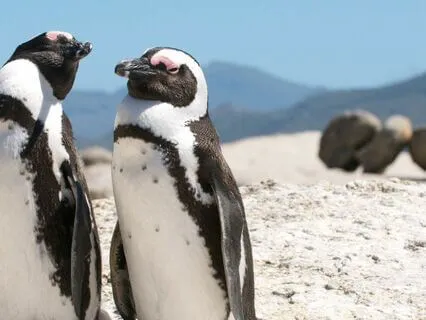 Cherished Moments Renewed