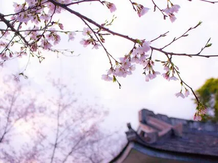 Cherry Blossom | Cozy Bliss Lofi Beats