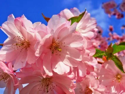 Cherry Blossom Yoga Nidra