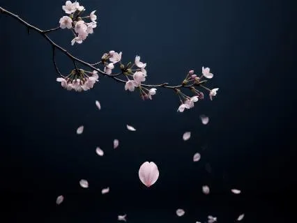 Cherry Blossom - Zen Sound For Letting Go & Impermanence