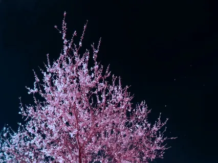 Cherry Blossoms In Japan: Sleep Story & Bedtime Meditation