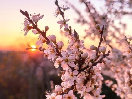 Cherry Blossoms Sleep Meditation With Relaxation Induction