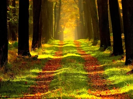 Childlike Adventures Along Your Path