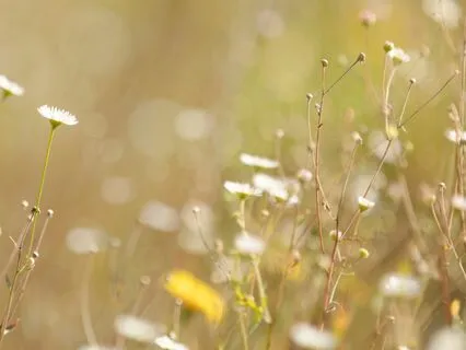 Children's Fire Journey