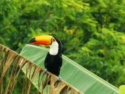 Children's Visualisation Meditation - Tropical Rainforest