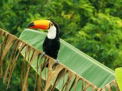 Children's Visualisation- Part 2 River Of Letting Go