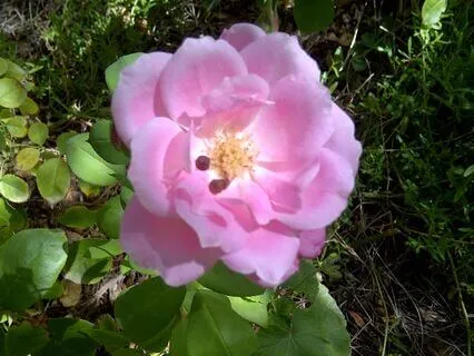 Chill Teens Lovingkindness