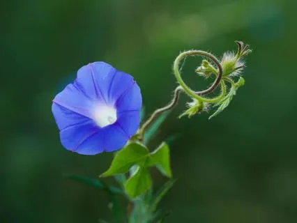 Chime & Piano: Morning Glory