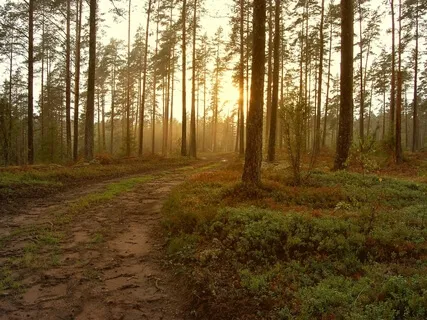 Chimes For Mindfulness
