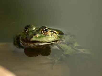 Chirping Crickets And Frogs At Night - Pure Nature Sounds