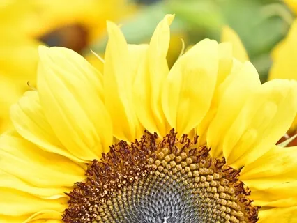 Choiceless Awareness Meditation