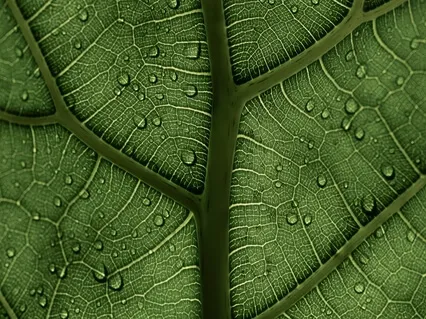 Choiceless Awareness Practice For Mindfulness Based Stress Reduction (MBSR)