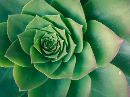 Choiceless Awareness Meditation