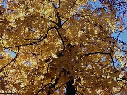 Choiceless Awareness Meditation