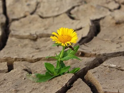 Choose Calm Over Chaos