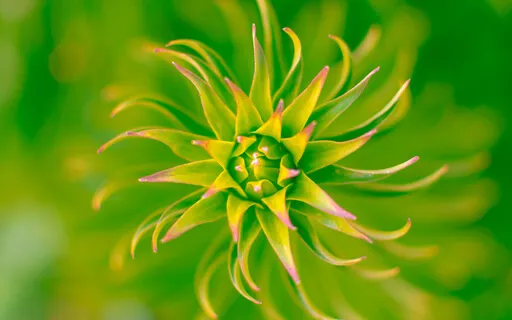 Choose Love In Each Moment (Flute Meditation-Heart Chakra)