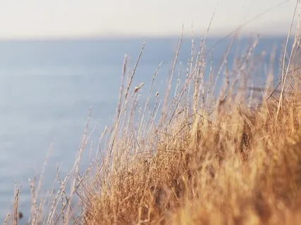 Choose Peace Over Panic