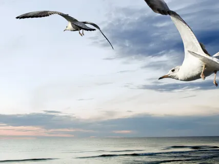 Choose Your Love Object