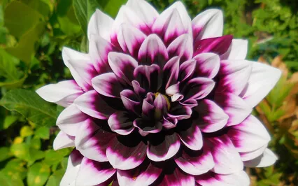 Choosing A Career Path & What Is Meant By Success 