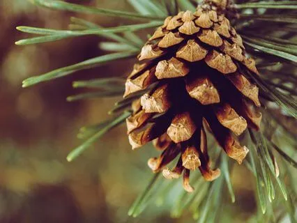 Choosing Love In The Year Ahead - Dec 30