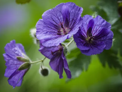 Choosing Prosperity & Abundance