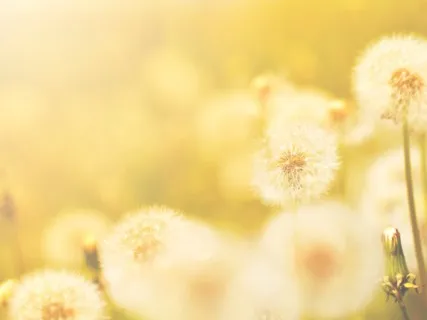 Choosing To Celebrate | Guided Meditation