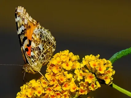 Choosing Your Most Preferred You