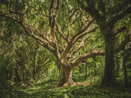 Chopin – Waltz In A Minor, B. 150, Op. Posth.