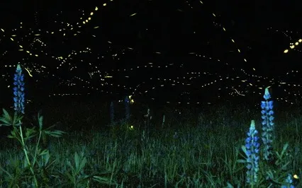 Chorus Of Being - Yoga Nidra