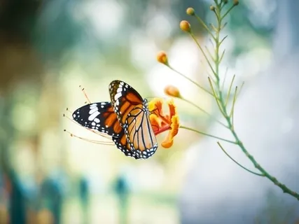 Christian Affirmations For The Self