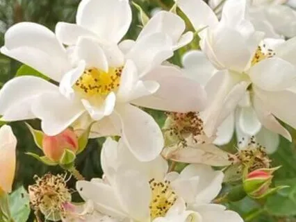 Christian Devotion: God’s Spirit Is Humming In Our Hearts