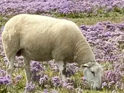 Christian Devotion: The Kingdom Of God: "Being Present"