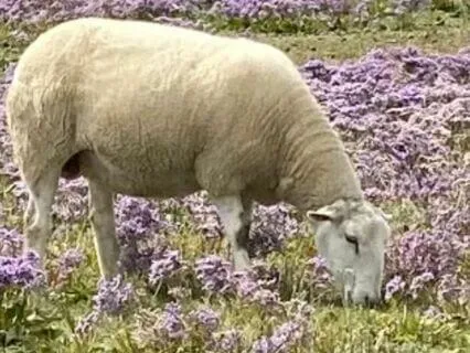 Christian Devotional: "Emotions Too Deep"