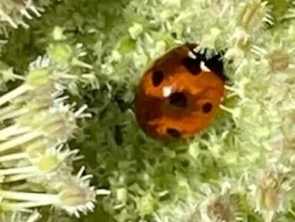 Christian Devotional: Feeding Just One