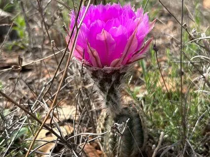 Christian IFS Meditation With An Inner Critic