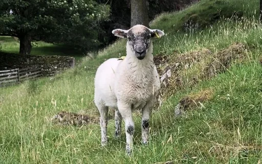 Christian IFS Meditation To Get to Know A Part Of You