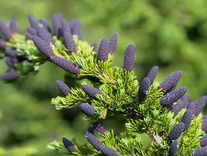 Christian IFS Parts Check-In Meditation