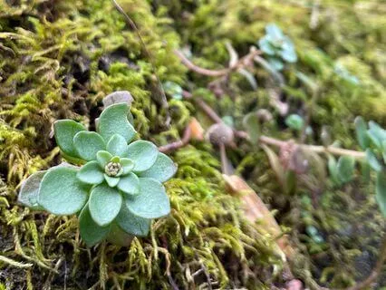 Christian Meditation: Polyvagal Theory Face-Heart Connection