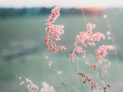 Christian Practice - Fruit of the Spirit: Love, Joy, Peace, Patience (Galatians 5)