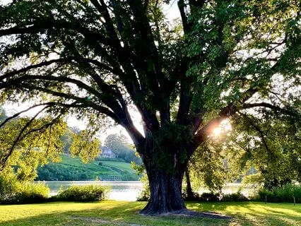 Christian Scripture Meditation: Gratitude & Psalm 9