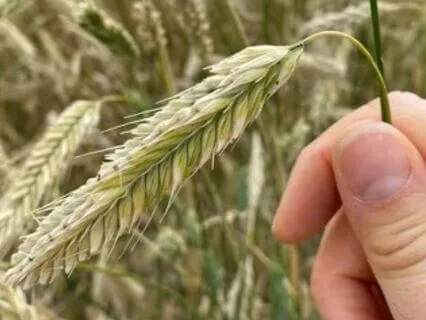 Christian Devotion: "Healing Our Inner Child"