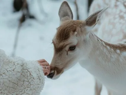 Christmas-Inspired Yoga Nidra