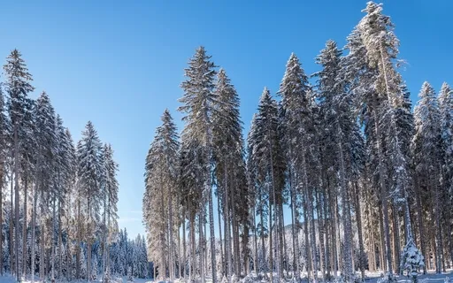 Christmas Meditation (One Minute Meditative Soundscape)