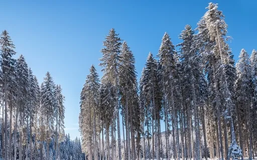 Christmas Meditation (Six Minute Meditative Soundscape) 