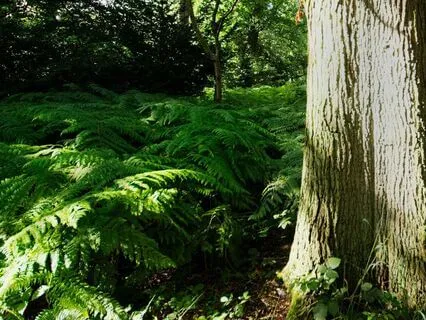 Christopher Robin's Haunted Expedition: Bedtime Story