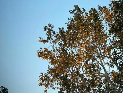 Chromatic Breath Journey: Body Scan For Deep Relaxation