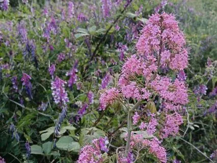 Chronic Pain Release Meditation