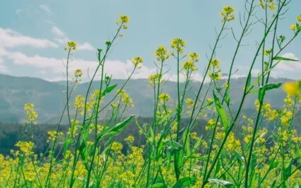 Chronic Pain Relief EFT Tapping Meditation